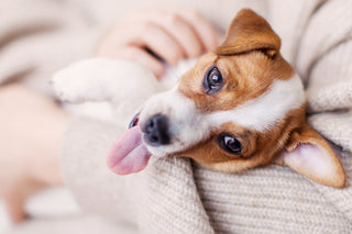 Essential Tips for Caring for Small Dog Breeds