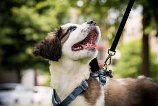 The Importance of Early Training for Small Dogs