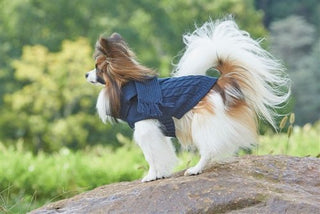 Fashion Pet Scarf