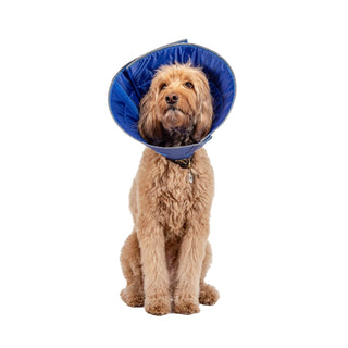 Calm Paws Caring Collar